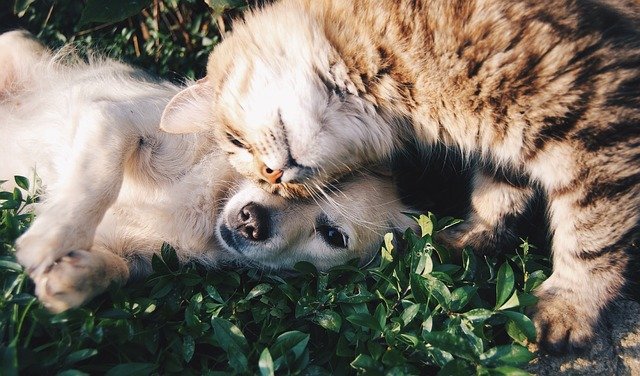 Agenzie funebri per cani e gatti