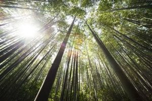 franchising bamboo