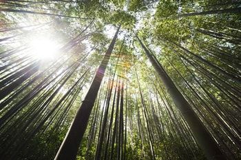 franchising bamboo