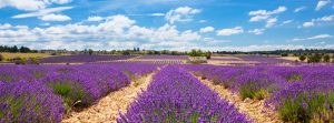 come aprire una coltivazione lavanda