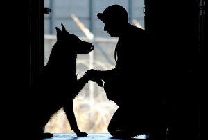 pet therapy